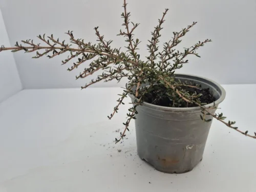 Coprosma taiko