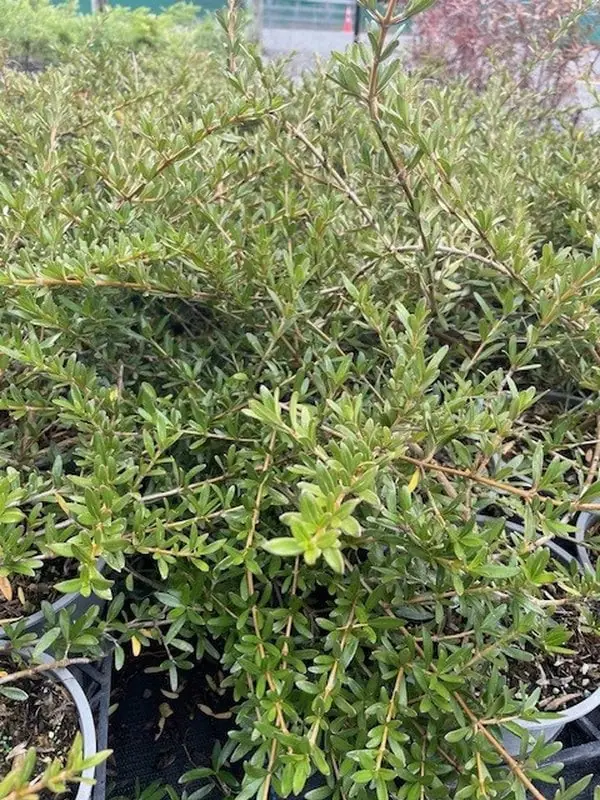 Coprosma x kirkii