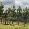 Cordyline australis landscape