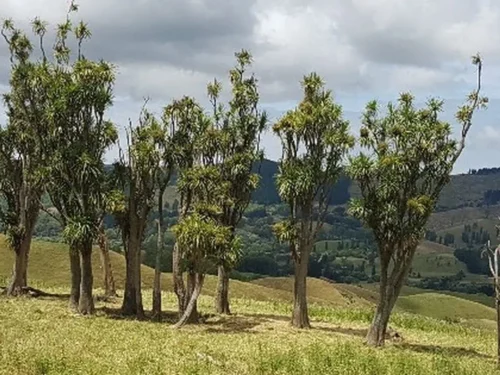Cordyline australis landscape