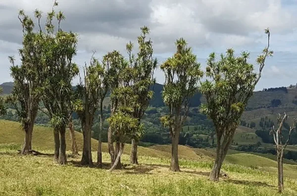 Cordyline australis landscape