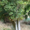 Cornyocarpus