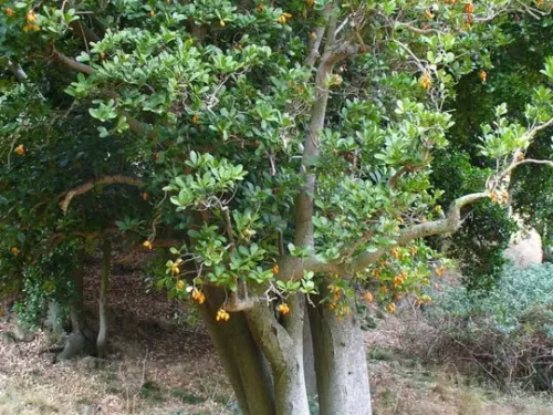 Cornyocarpus