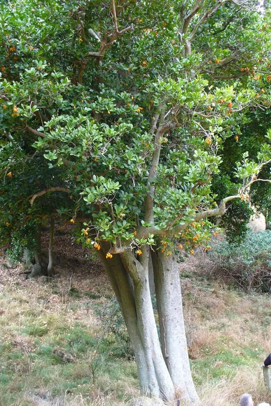 Cornyocarpus
