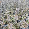 Corokia frosted chocolate
