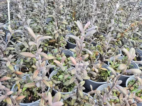 Corokia frosted chocolate