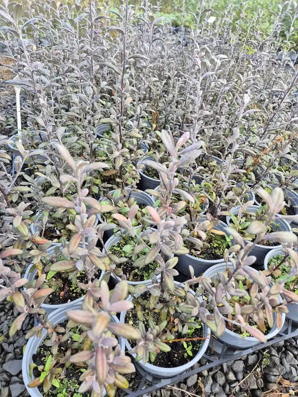 Corokia frosted chocolate