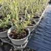 Corokia geentys green