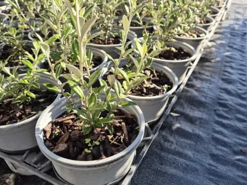 Corokia geentys green