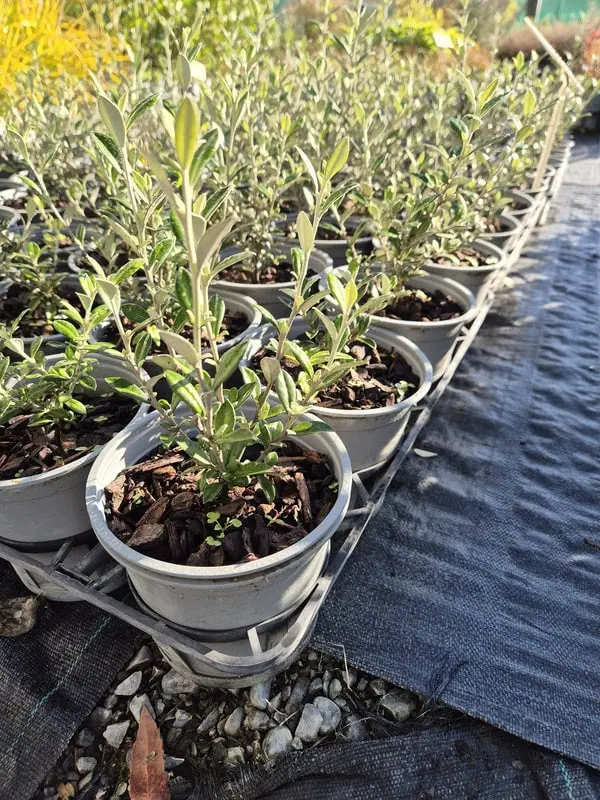Corokia geentys green