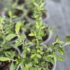 Corokia pounamu
