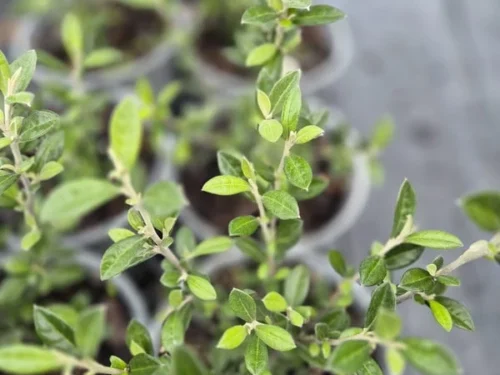 Corokia pounamu