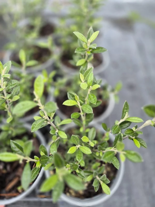 Corokia pounamu