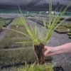 Cyperus ustulatus