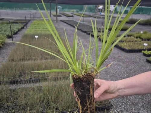 Cyperus ustulatus