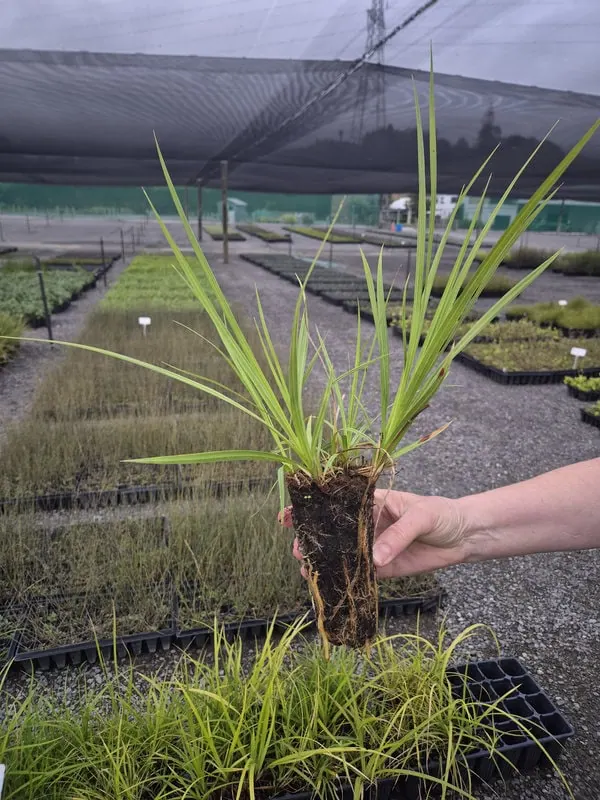 Cyperus ustulatus