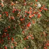 Dacrycarpus dacrydioides