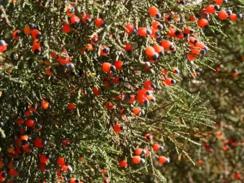 Dacrycarpus dacrydioides