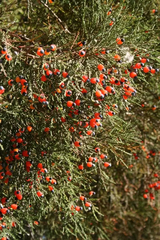 Dacrycarpus dacrydioides