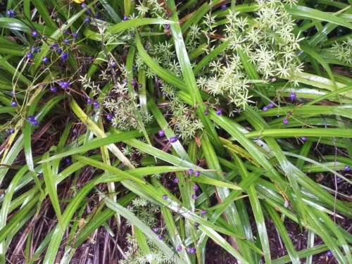 Dianella nigra in fruit