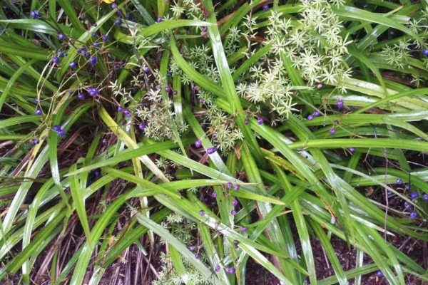 Dianella nigra in fruit