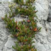 Disphymae australe