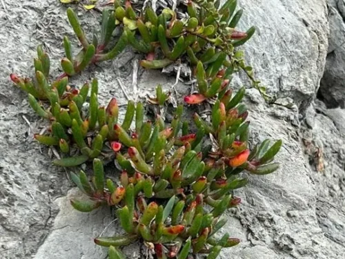 Disphymae australe