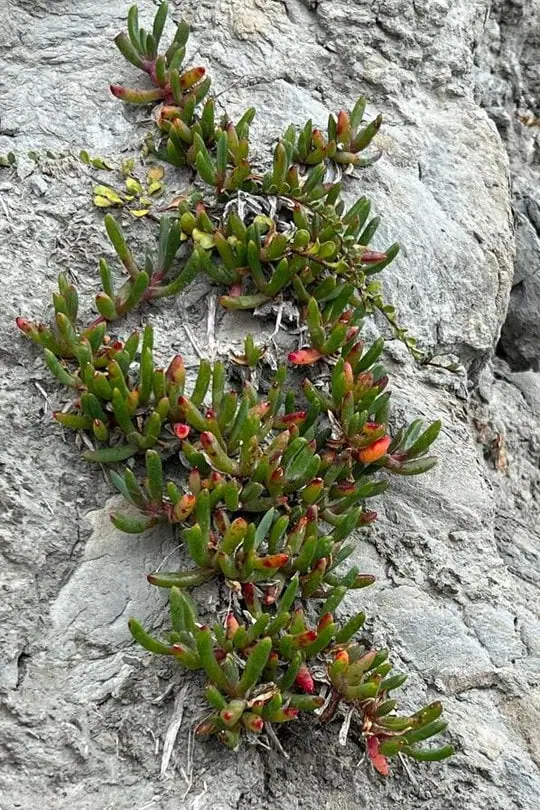 Disphymae australe