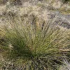 Ficinia nodosa