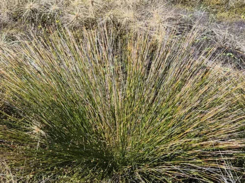Ficinia nodosa