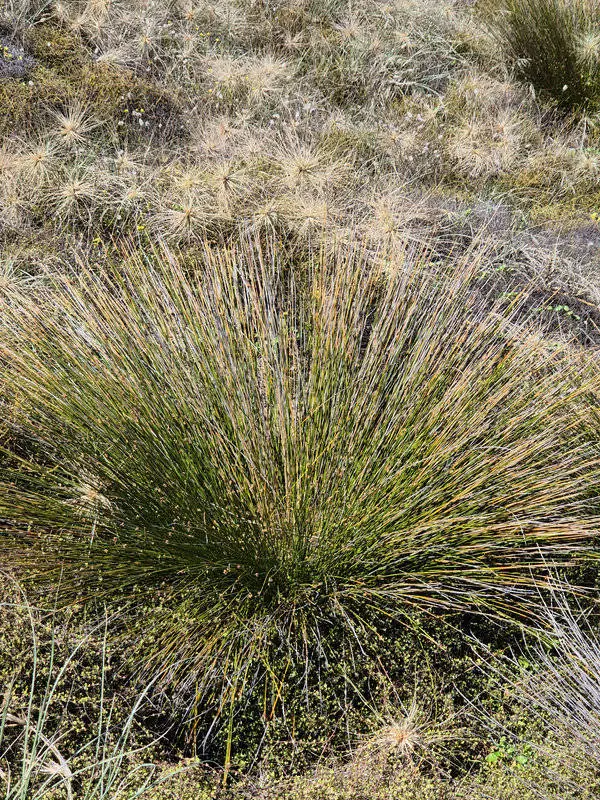Ficinia nodosa