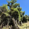 Griselinia littoralis