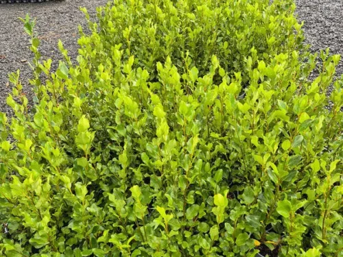 Grisilinea littoralis