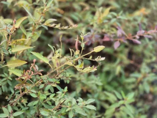 Haloragis erecta