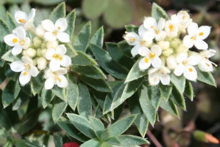 Hawke's Bay Botanical Group