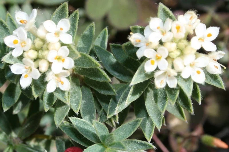Hawke's Bay Botanical Group