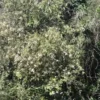 Hoheria angustifolia