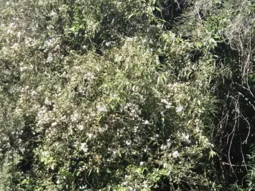 Hoheria angustifolia