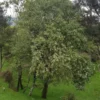 Hoheria sextylosa
