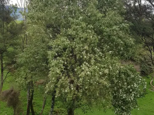 Hoheria sextylosa