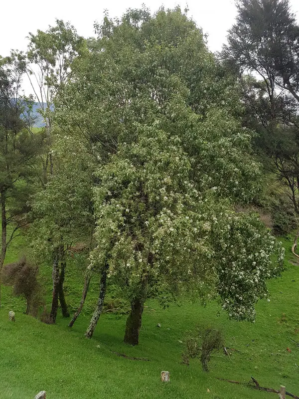 Hoheria sextylosa