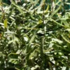 Knightia excelsa