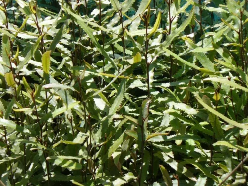Knightia excelsa