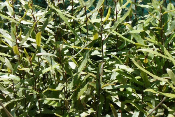 Knightia excelsa