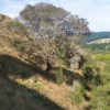 Kunzea robusta