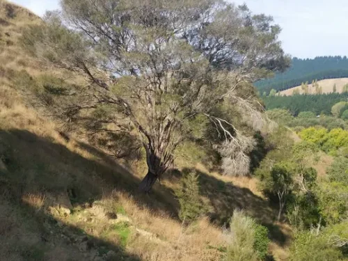 Kunzea robusta