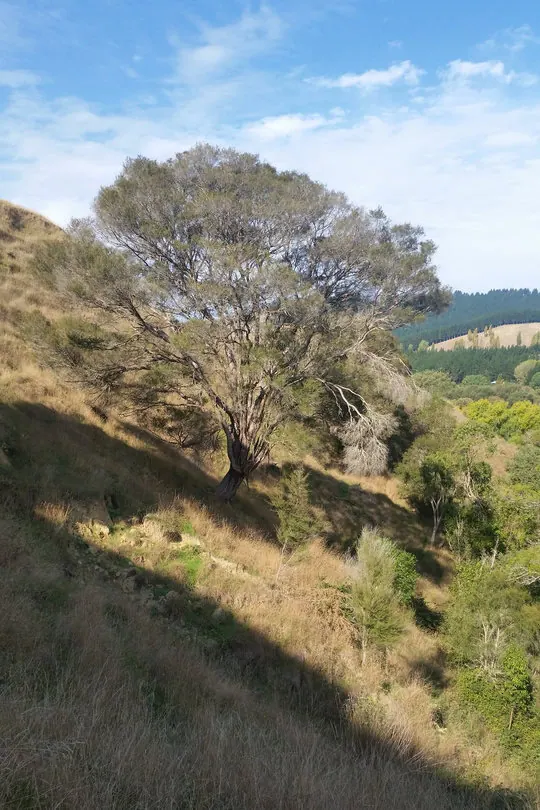 Kunzea robusta