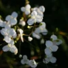 Libertia grandiflora