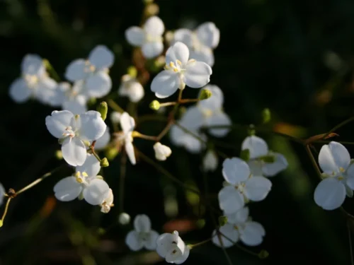 Libertia grandiflora