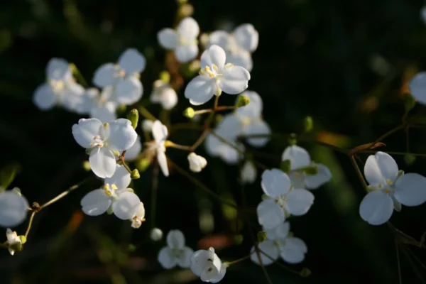 Libertia grandiflora